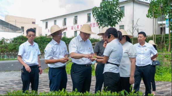 探訪大廠鄉回龍寨萬畝茶園